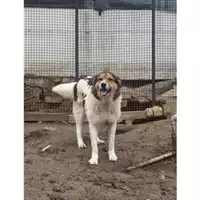 Foto dell\'animale COMUNE DI SALERNO - 380260040592350