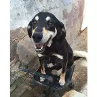 Foto dell\'animale COMUNE DI SALERNO - 380260041412708
