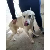 Foto dell\'animale COMUNE DI SALERNO - 380260042458534