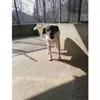 Foto dell\'animale COMUNE DI SALERNO - 380260080256319