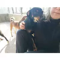 Foto dell\'animale COMUNE DI SALERNO - 380260042463806