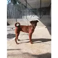 Foto dell\'animale COMUNE DI SALERNO - 380260042459080