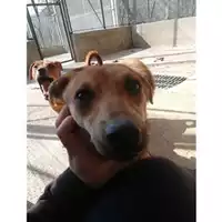 Foto dell\'animale COMUNE DI SALERNO - 380260042458752