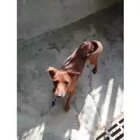 Foto dell\'animale COMUNE DI SALERNO - 380260042458892
