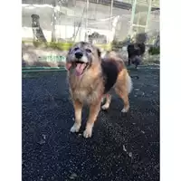 Foto dell\'animale COMUNE DI SALERNO - 380260040702776