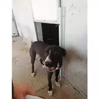 Foto dell\'animale COMUNE DI SALERNO - 380260042336749