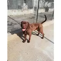 Foto dell\'animale COMUNE DI SALERNO - 380260004057260
