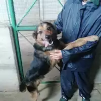 Foto dell\'animale COMUNE DI SALERNO - 380260004056633