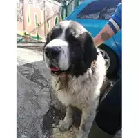 Foto dell\'animale COMUNE DI SALERNO - 380260042333851