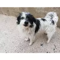 Foto dell\'animale COMUNE DI SALERNO - 380260004056637