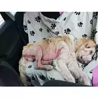 Foto dell\'animale COMUNE DI SALERNO - 380260004056615