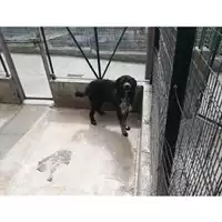 Foto dell\'animale COMUNE DI SALERNO - 380260042332797