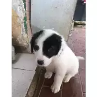 Foto dell\'animale COMUNE DI SALERNO - 380260042333713
