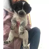 Foto dell\'animale COMUNE DI SALERNO - 380260042387837