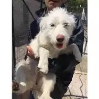 Foto dell\'animale COMUNE DI SALERNO - 380260042118714