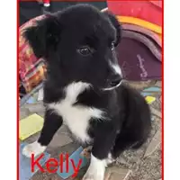 Foto dell\'animale COMUNE DI SALERNO - 380260042332287