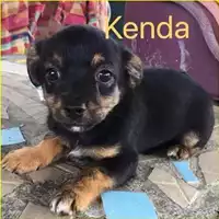 Foto dell\'animale COMUNE DI SALERNO - 380260042333740