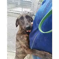 Foto dell\'animale COMUNE DI SALERNO - 380260042332657