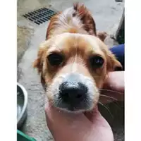 Foto dell\'animale COMUNE DI SALERNO - 380260004057455