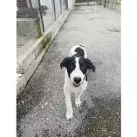 Foto dell\'animale COMUNE DI SALERNO - 380260042332668