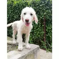 Foto dell\'animale COMUNE DI SALERNO - 380260042332823
