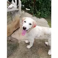 Foto dell\'animale COMUNE DI SALERNO - 380260042332330