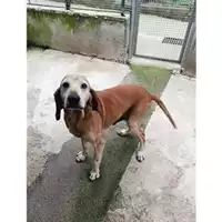 Foto dell\'animale COMUNE DI SALERNO - 380260020140493