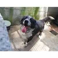 Foto dell\'animale COMUNE DI SALERNO - 380260041407845