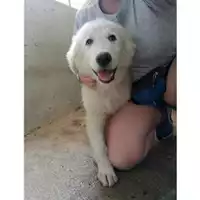 Foto dell\'animale COMUNE DI SALERNO - 380260042339064