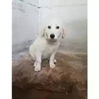 Foto dell\'animale COMUNE DI SALERNO - 380260042333523