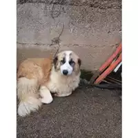 Foto dell\'animale COMUNE DI SALERNO - 380260040702890