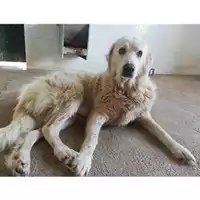 Foto dell\'animale COMUNE DI SALERNO - 380260004058079