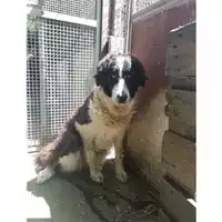 Foto dell\'animale COMUNE DI SALERNO - 380260042972470
