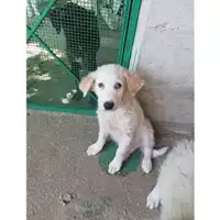 Foto dell\'animale COMUNE DI SALERNO - 380260004057383