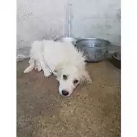Foto dell\'animale COMUNE DI SALERNO - 380260004057375