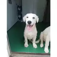 Foto dell\'animale COMUNE DI SALERNO - 380260004057391