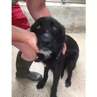 Foto dell\'animale COMUNE DI SALERNO - 380260004058294