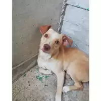 Foto dell\'animale COMUNE DI SALERNO - 380260004057246