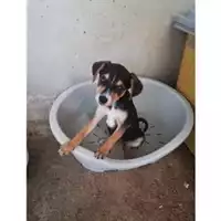 Foto dell\'animale COMUNE DI SALERNO - 380260004058193
