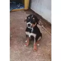Foto dell\'animale COMUNE DI SALERNO - 380260004058196