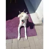 Foto dell\'animale COMUNE DI SALERNO - 380260004056740