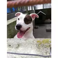 Foto dell\'animale COMUNE DI SALERNO - 380260004057415