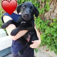 Foto dell\'animale COMUNE DI SALERNO - 380260043941767