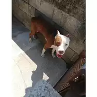 Foto dell\'animale COMUNE DI SALERNO - 380260004058355