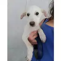 Foto dell\'animale COMUNE DI SALERNO - 380260004058144