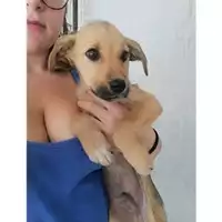 Foto dell\'animale COMUNE DI SALERNO - 380260004058188