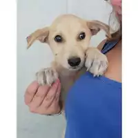Foto dell\'animale COMUNE DI SALERNO - 380260004058192