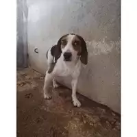 Foto dell\'animale COMUNE DI SALERNO - 380260042333177