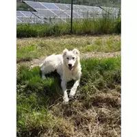 Foto dell\'animale COMUNE DI SALERNO - 380260004058211