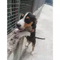 Foto dell\'animale COMUNE DI SALERNO - 380260042332847